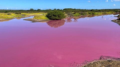 Officials in Hawaii are investigating why the pond turned pink, but there are some indications that drought may be to blame. 