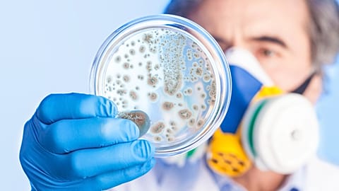 Bacteria