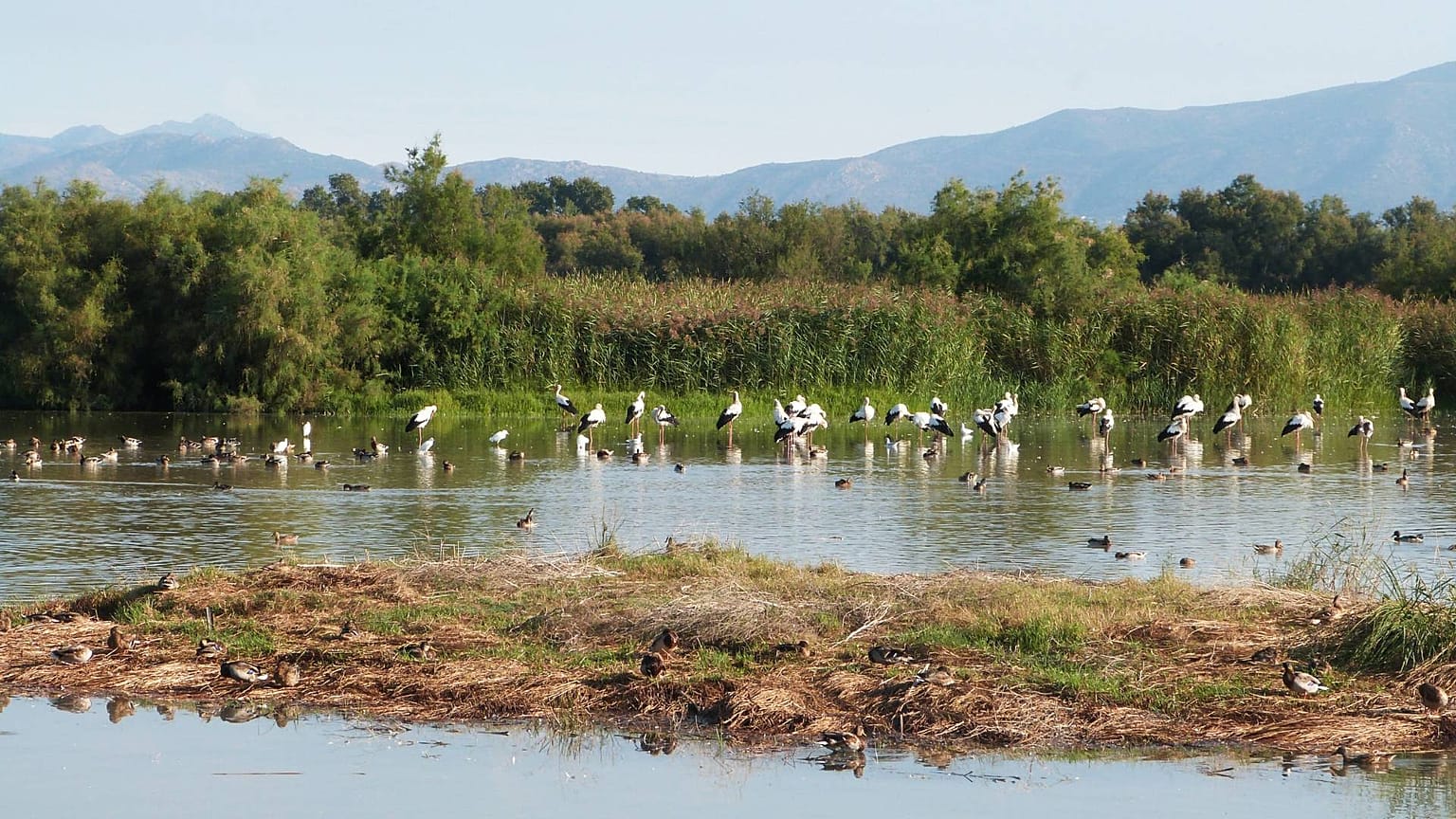 A new European nature law seeks to save wetlands, but some myths are getting in the way.