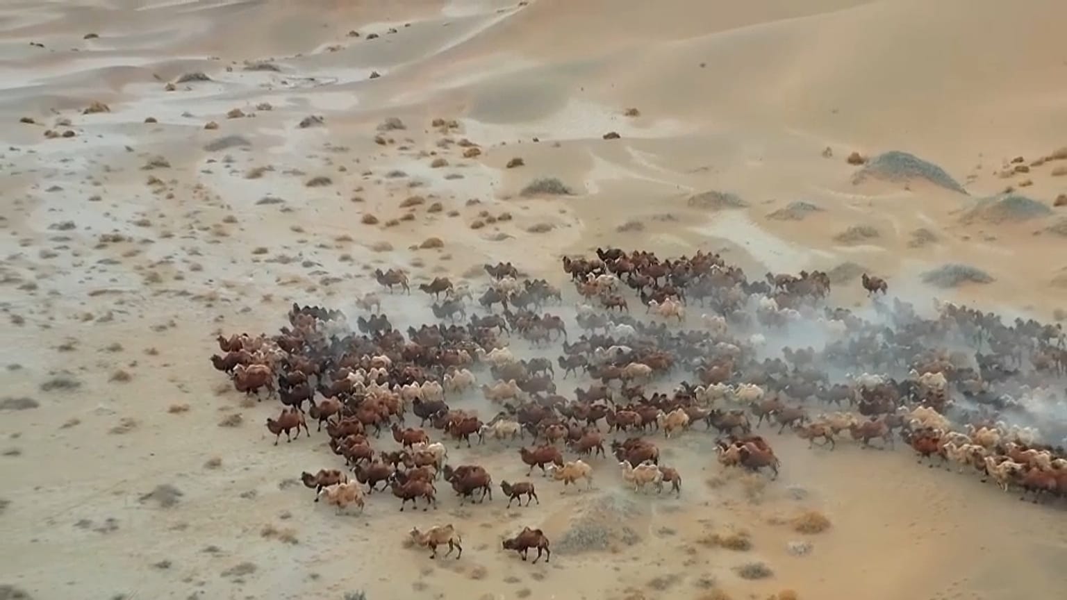الجمال في منغوليا