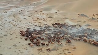 الجمال في منغوليا