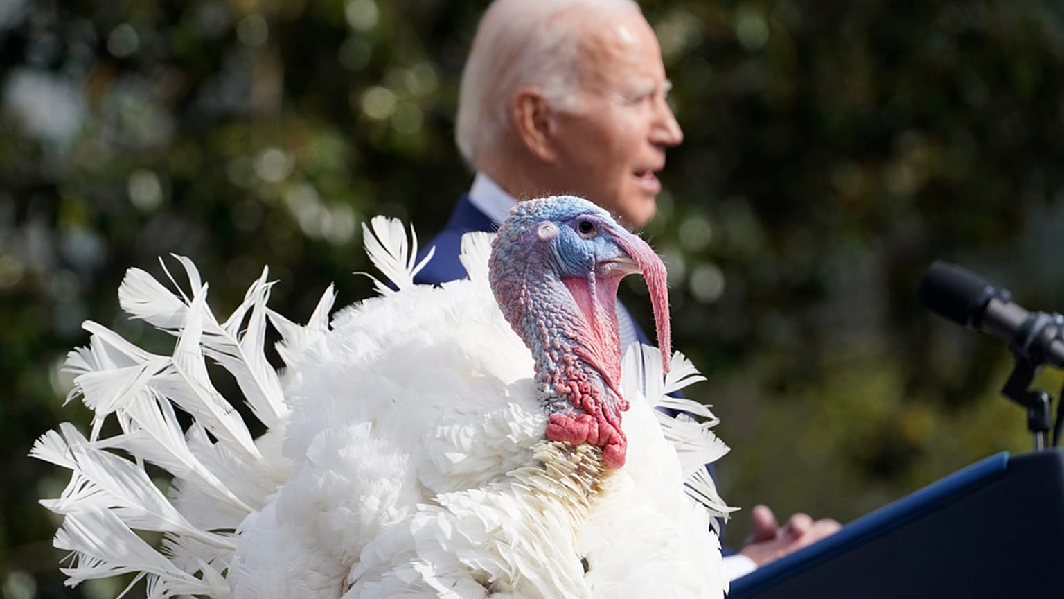 Die nationalen Thanksgiving-Truthähne Liberty und Bell landen nicht im Ofen, sondern werden begnadigt.