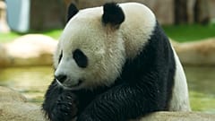 MMA, Pandas und Nachhaltigkeit: das Beste aus Katar 365 im Jahr 2023