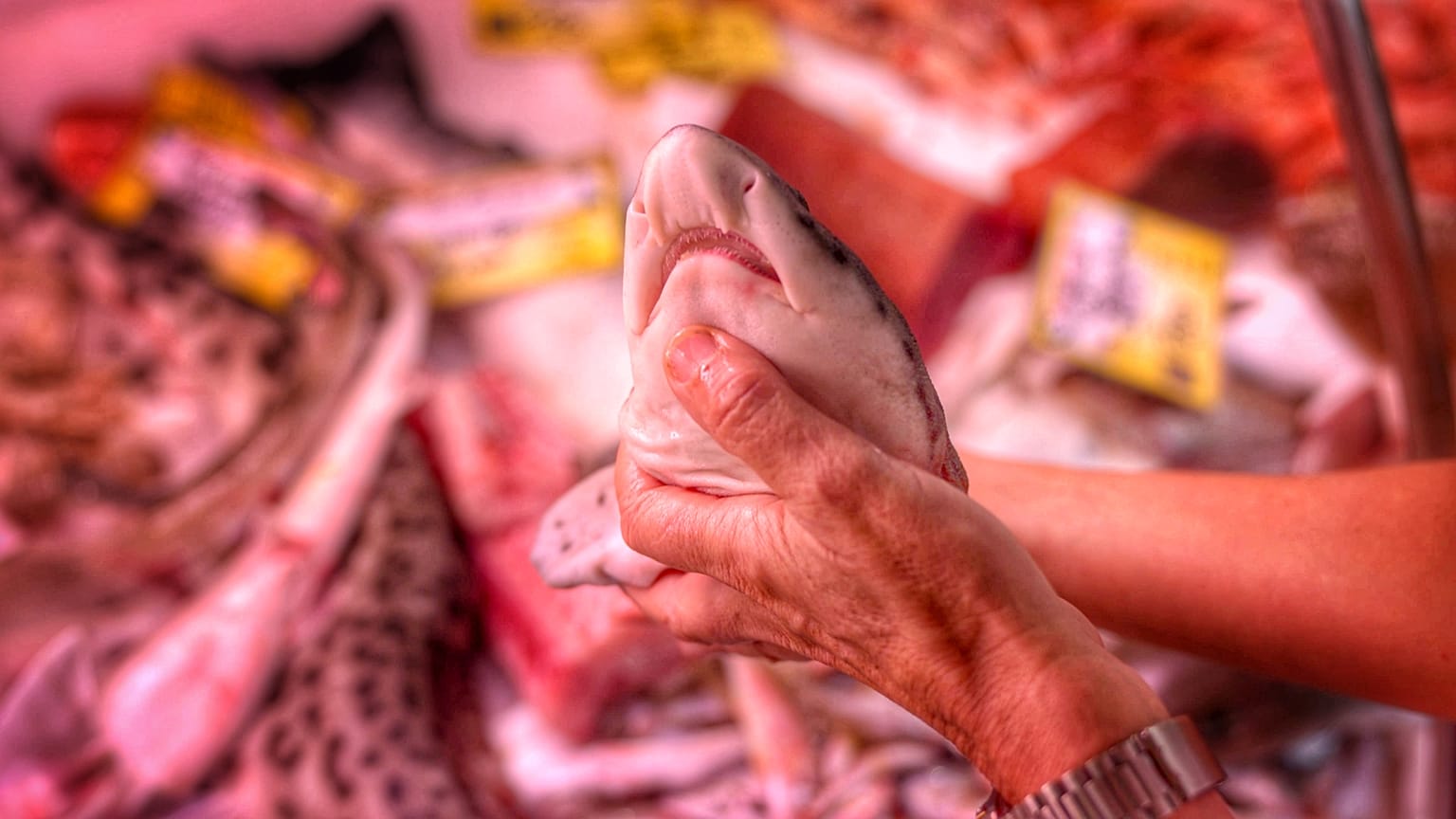 Pourquoi il est si essentiel de protéger les requins d'Europe