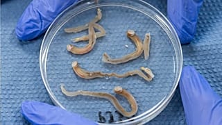 Naked Clams to open a new sector in sustainable nutritious food production