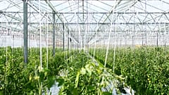Soilless agriculture -  also known as hydroponics - means growing plants using nutrient-rich water without soil and inside highly controlled greenhouses.