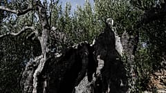 ΥΠΕΡΑΙΩΝΟΒΙΑ ΕΛΙΑ ΣΤΟΝ ΠΟΛΥΓΥΡΟ