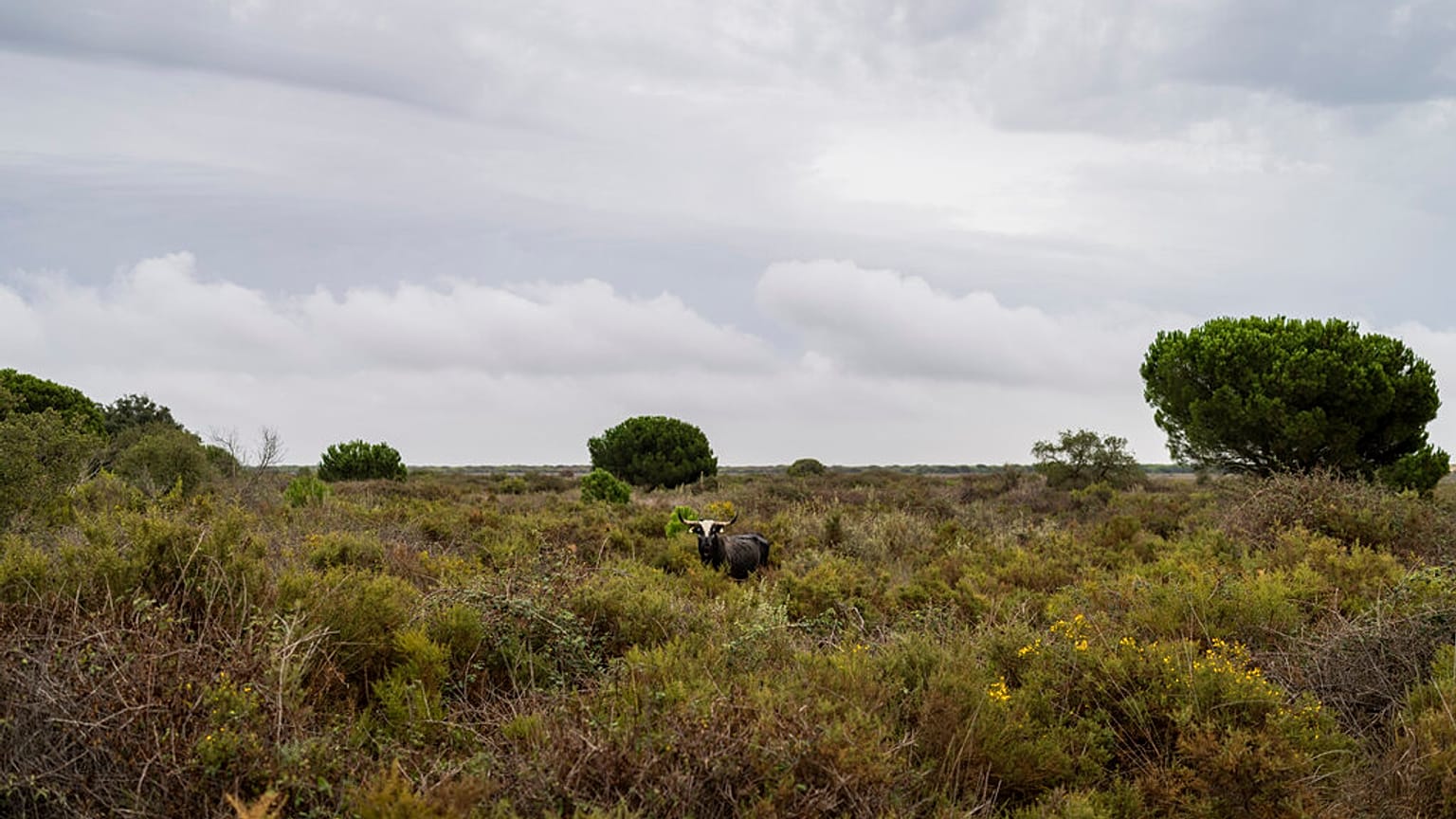 A bull grazes in Doñana natural park, southwest Spain, Wednesday, Oct. 19, 2022.