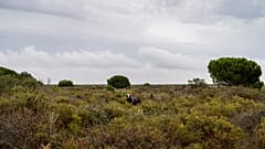 A bull grazes in Doñana natural park, southwest Spain, Wednesday, Oct. 19, 2022.