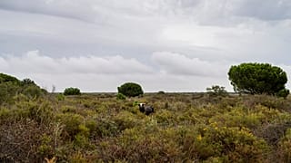 A bull grazes in Doñana natural park, southwest Spain, Wednesday, Oct. 19, 2022.