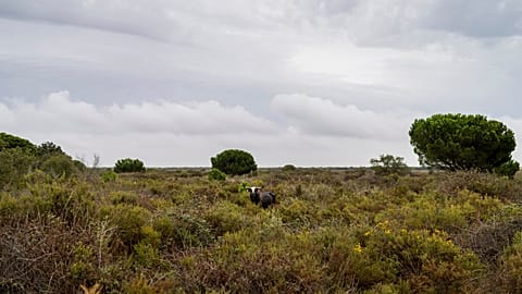 A bull grazes in Doñana natural park, southwest Spain, Wednesday, Oct. 19, 2022.