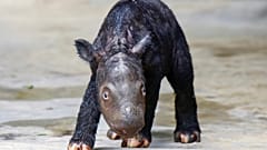 Das kleine seltene Sumatra-Nashorn, das in Indonesien geboren wurde
