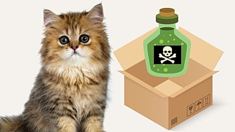 Culture Re-View: Spare a thought for Schrödinger's Cat 