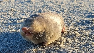 La taupe a été découverte par une équipe de conservateurs et de généticiens de l'Endangered Wildlife Trust (EWT) et de l'université de Pretoria, en Afrique du Sud.