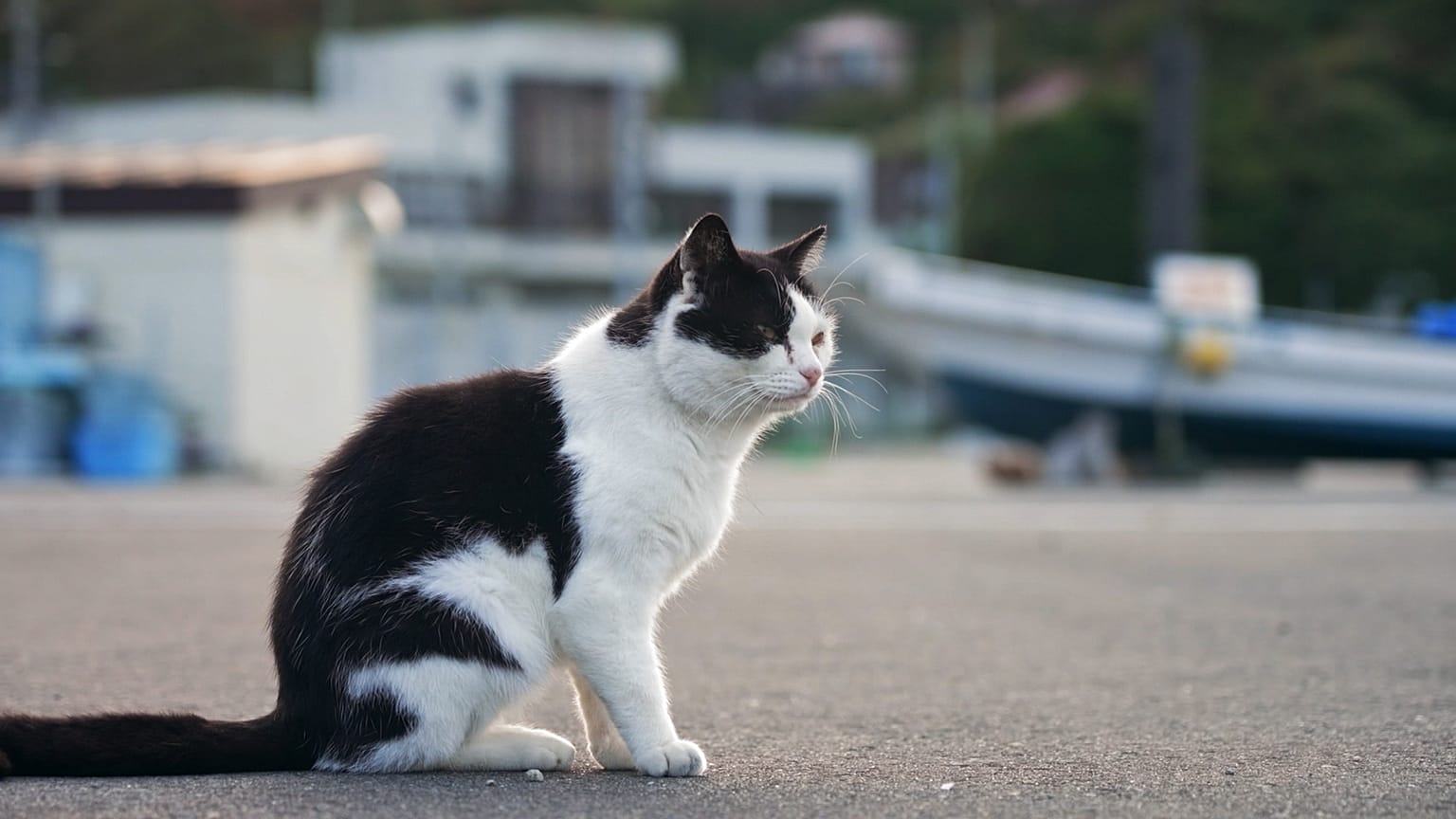 ¿Cómo ayudan los ciervos y los gatos a impulsar el turismo en la región japonesa de Tohoku?