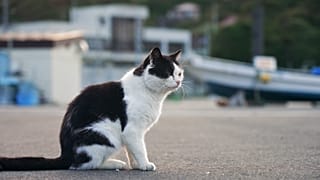¿Cómo ayudan los ciervos y los gatos a impulsar el turismo en la región japonesa de Tohoku?