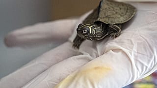Flugreisender in Lima wollte 160 exotische Tiere schmuggeln