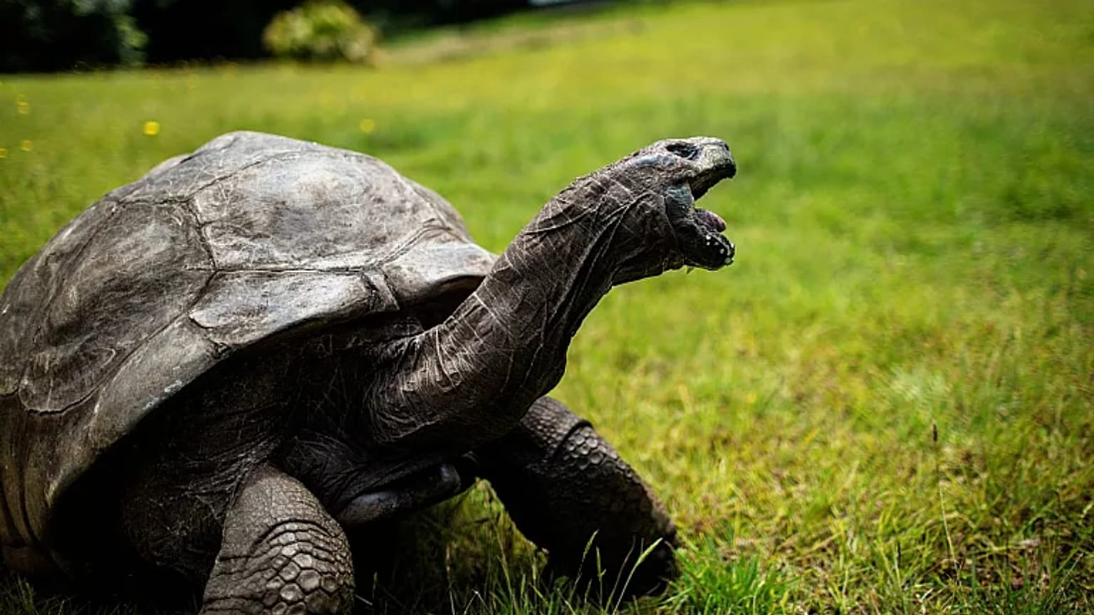 uf diesem Dateifoto vom 20\. Oktober 2017 krabbelt Jonathan, eine Riesenschildkröte von den Seychellen, die vermutlich das älteste lebende Reptil der Erde ist, herum.