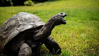 Jonathan, une tortue géante des Seychelles, est considéré comme le plus ancien reptile vivant sur Terre. Photo d'archive, prise le 20 octobre 2017