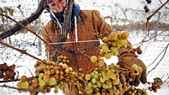 Eisweinlese im US-Bundesstaat Pennsylvania