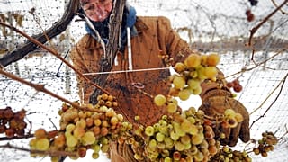 Eisweinlese im US-Bundesstaat Pennsylvania