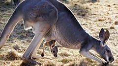 Καγκουρό