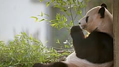 Yang Guang bei einem seiner letzten Auftritte im Zoo Edinburgh am 30.11.23