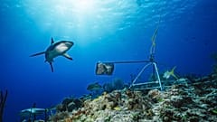 صورة غير مؤرخة أتاحتها Global Finprint في 22 يوليو 2020 تظهر سمكة قرش الشعاب المرجانية الكاريبية. جزر الباهاماس.