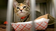 Gatto domestico