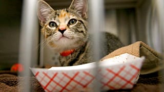 Gatto domestico