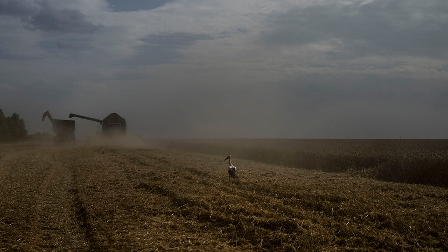 Un uccello in un campo di grano mentre una mietitrebbia raccoglie il raccolto nella regione di Cherkasy, in Ucraina, martedì 25 luglio 2023