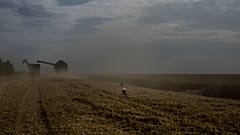 Un uccello in un campo di grano mentre una mietitrebbia raccoglie il raccolto nella regione di Cherkasy, in Ucraina, martedì 25 luglio 2023