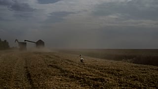 Un uccello in un campo di grano mentre una mietitrebbia raccoglie il raccolto nella regione di Cherkasy, in Ucraina, martedì 25 luglio 2023