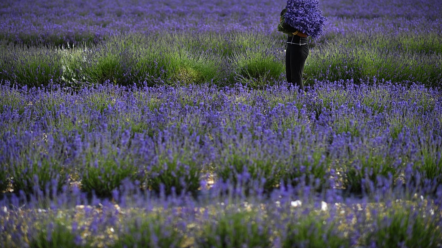 A worker collects lavender during the harvest, by hand at Castle Farm Lavender in south-east England on July 11, 2020, as sales of lavender products have increased with people