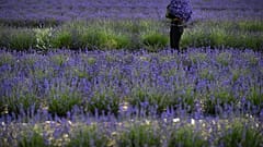 A worker collects lavender during the harvest, by hand at Castle Farm Lavender in south-east England on July 11, 2020, as sales of lavender products have increased with people