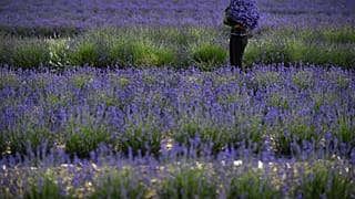 A worker collects lavender during the harvest, by hand at Castle Farm Lavender in south-east England on July 11, 2020, as sales of lavender products have increased with people