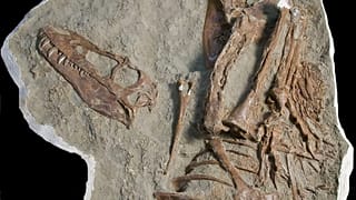 Araştırmacılar T-Rex’in kendisinden daha küçük iki dinozoru yediğini ortaya çıkardı.