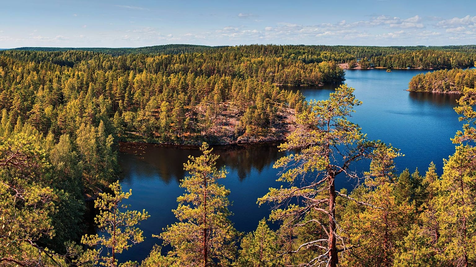 Finland's plans to go carbon negative include expanding its forests.