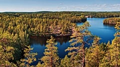 Finland's plans to go carbon negative include expanding its forests.