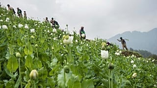 کشت خشخاش در میانمار
