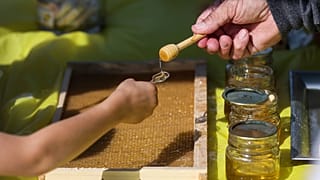 The European Parliament is hoping to reverse a spike in fraud affecting the honey sector through new EU measures on labelling.