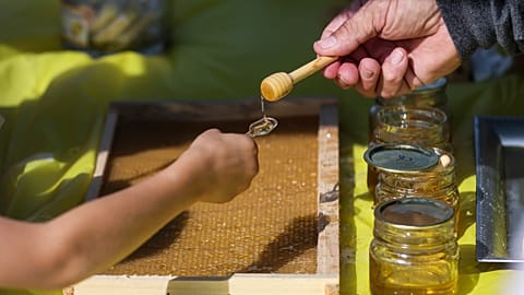 The European Parliament is hoping to reverse a spike in fraud affecting the honey sector through new EU measures on labelling.