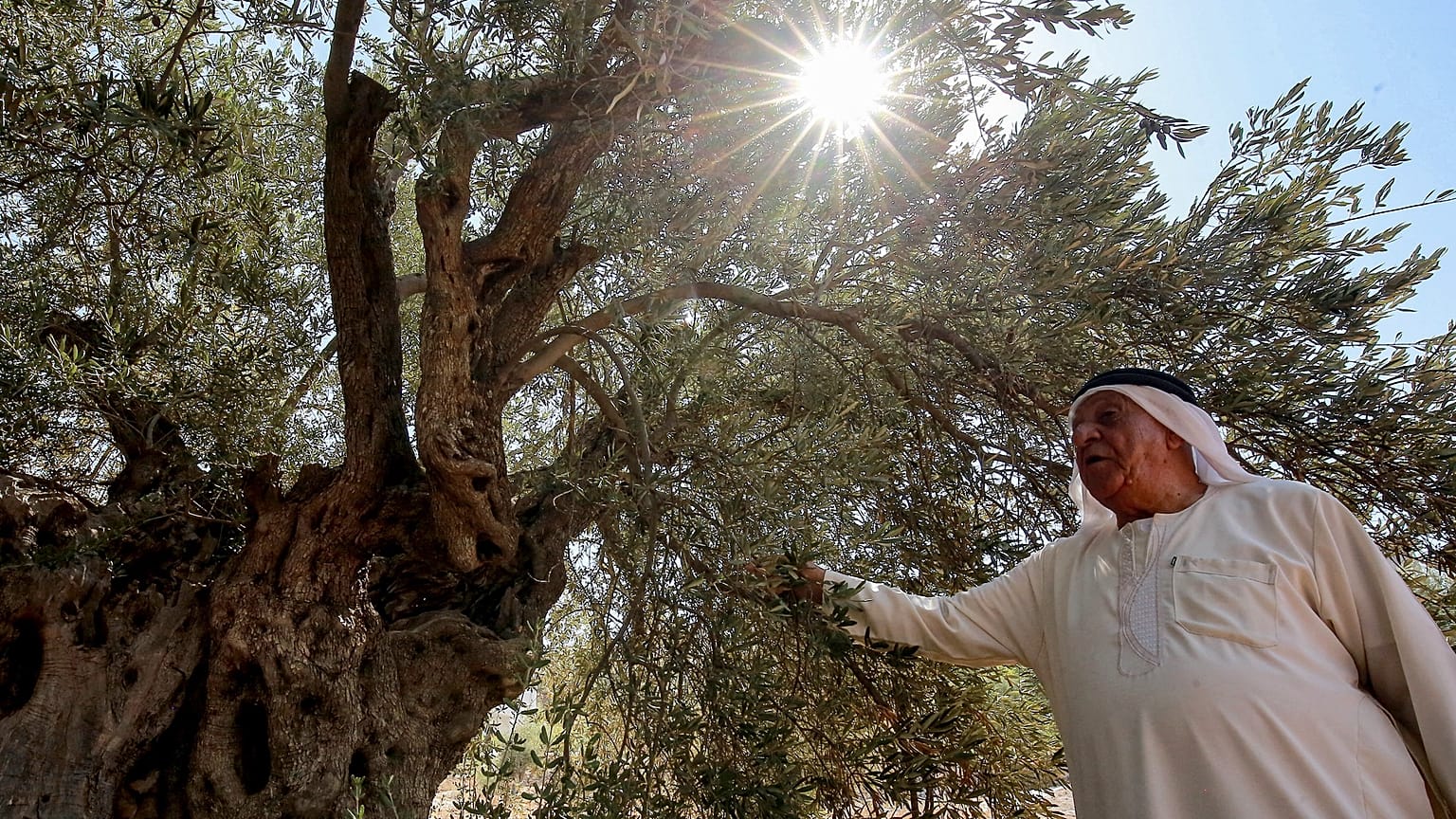 صالح عطا وسط أشجار الزيتون