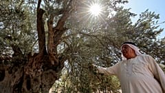 صالح عطا وسط أشجار الزيتون