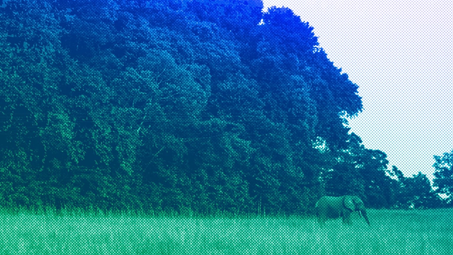 A forest elephant steps out of the forest in Gabon's Pongara National Park forest, March 2020