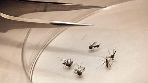 There is currently no vaccine available for humans against the mosquite-borne West Nile virus, and about 80% of people infected show few or no symptoms.