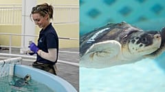 Loggerhead Marinelife Center volunteer Taylor Johnson smiles at "Rudolph" a juvenile Kemp's Ridley sea turtle, Tuesday, Dec. 12, 2023