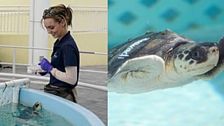 Loggerhead Marinelife Center volunteer Taylor Johnson smiles at "Rudolph" a juvenile Kemp's Ridley sea turtle, Tuesday, Dec. 12, 2023