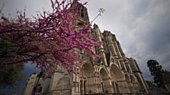 Saint-Etienne Cathedral in Bourges, next to a tree in blossoms. Bourges will become the European Capital of Culture in 2028
