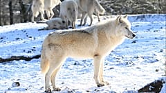 Un lupo artico arrivati nel parco animali di Sainte-Croix a Rodi, nel nord-est della Francia, il 16 dicembre 2022